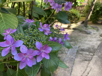 �����񍐎ʐ^